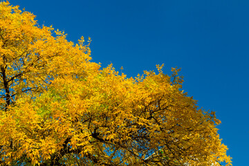 Fototapeta premium Crown of autumn trees golden orange leaves against the blue sky