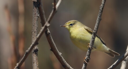 Common Chiffchaff on branch, phylloscopus collybita, birds of Montenegro