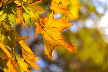 autumn maple leaves