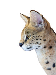 portrait serval isolated on a white background