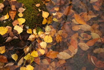 Autumn leaves on the ground in the forest 