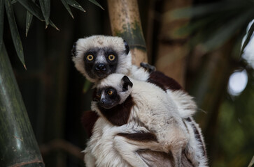Verreaux's Sifaka with infant © Anthony