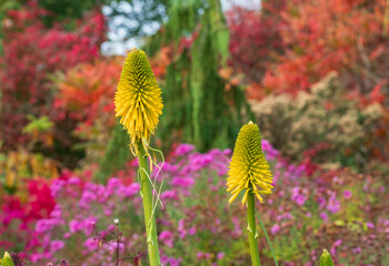 Stunning yellow coloured red hot poker Kniphofia flowers amid deep autumn colours at Wisley garden, Woking, Surrey UK.