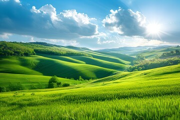 Obraz premium A field of green grass on a sunny day