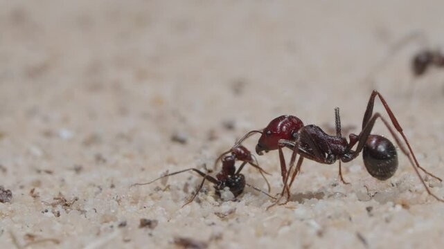 Harvester ants collect the grain and carry it to the nest.