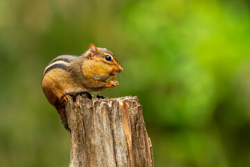 Chipmunk sitting on a tree stump
