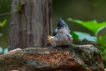 Very wet Tufted Titmouse perched on a rock