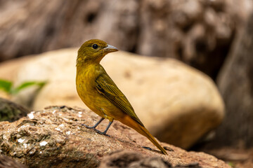 Summer tanager perched on a rock