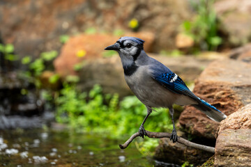 Blue jay perched by a stream