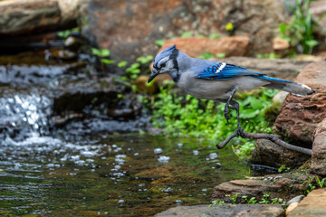 Blue jay taking a bath in a stream