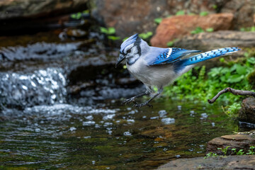 Blue jay taking a bath in a stream