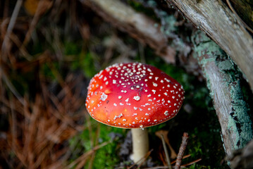 beautiful mushroom flycatcher in an outdoor park on a sunny autumn day