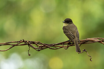 Eastern phoebe perched on a tree