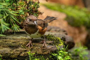 Female Eastern Towhee perched by a stream