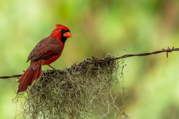 Male Northern Cardinal perched on a tree branch