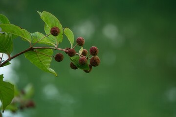 Buttonbush over a blur background