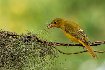 Summer tanager perched on a tree branch