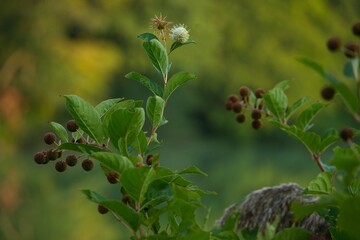 Buttonbush in a garden over a blur background