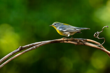 Northern parula perched on a tree