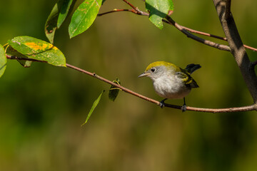 Chestnut-sided warbler perched on a tree branch