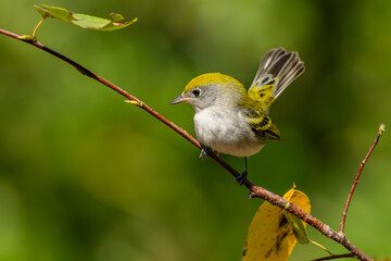 Chestnut-sided warbler perched on a tree branch