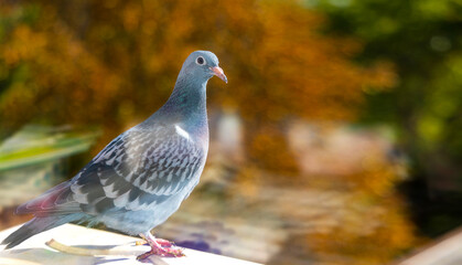 Close-up of a pigeon perched outdoors. A close-up of a pigeon perched outdoors with a blurred natural background of autumn colors.