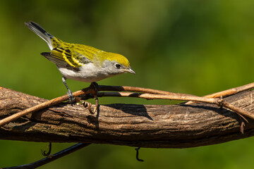 Chestnut-sided warbler perched on a tree branch
