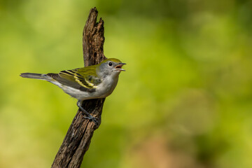 Chestnut-sided warbler perched on a tree branch