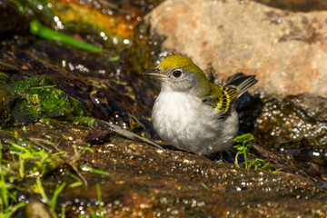 chestnut-sided warbler perched on a rock