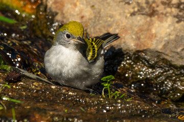 chestnut-sided warbler perched on a rock