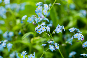 Forget-me-nots wildflowers, tiny blue flowers close-up.