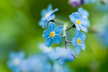 Forget-me-nots wildflowers, tiny blue flowers close-up.