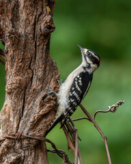 Downey woodpecker perched on a tree