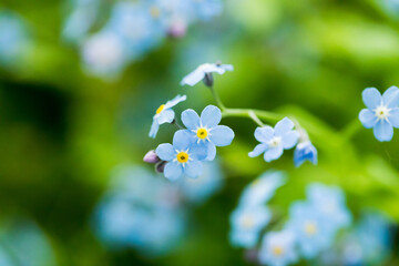 Forget-me-nots wildflowers, tiny blue flowers close-up.