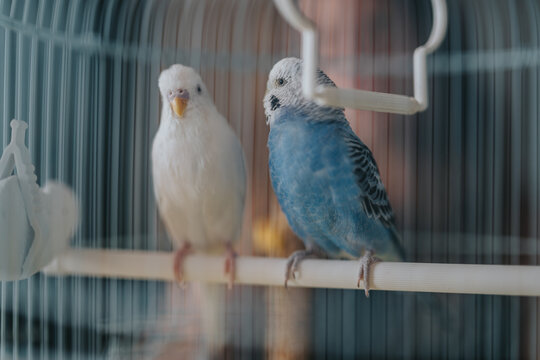 A close-up view of two vibrant parakeets, one white and one blue, sitting together inside a birdcage, conveying companionship and tranquility.