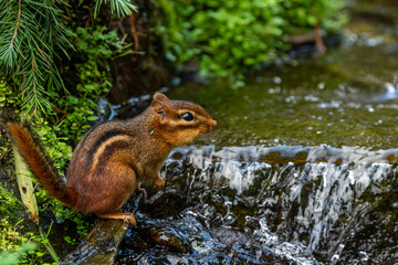 Chipmunk sitting near a stream