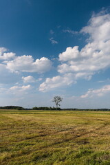 Obraz premium tree in the field