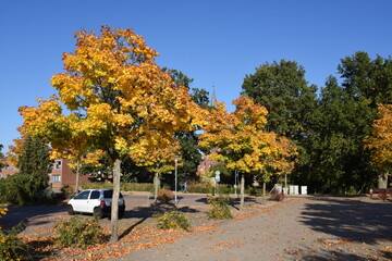 Naklejka premium Eggesin, herbstlich Ahornbäume am Markt