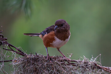 Eastern towhee perched on a tree branch