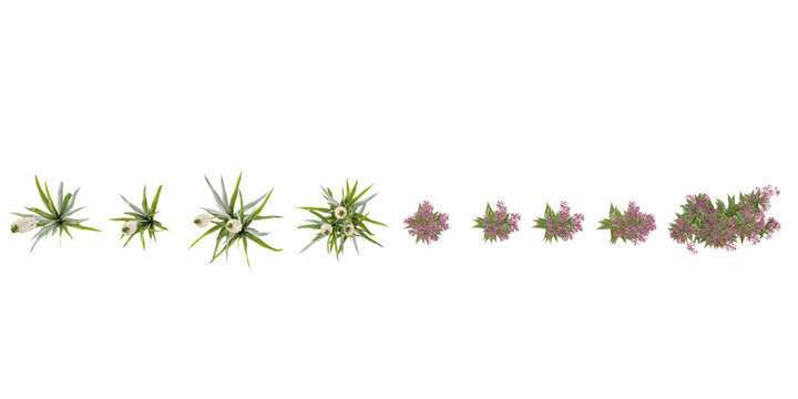 3d rendering of Himalayan Foxtail Lily,Eupatorium maculatum Plants on transparent background from top view