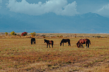 Horses grazing in the mountains in autumn