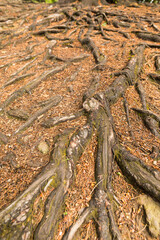 Autumn in the forest, close-up of tree roots sticking out of the ground, warm colors.