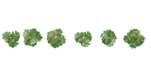 Fototapeta premium collection of Artemisia vulgaris flower plants isolated on white background from top view