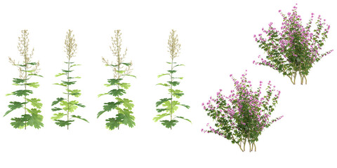 collection of Artemisia vulgaris,lavatera clementii flower plants isolated on white background