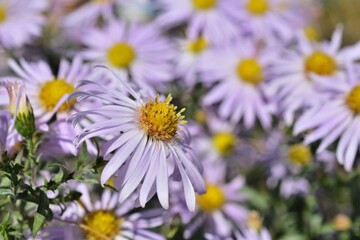 Obraz premium Sommeraster (Callistephus chinensis) im Kurpark Oberlaa 