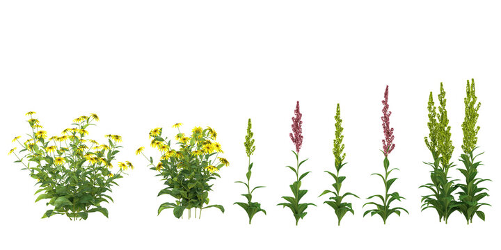Collection of Echinacea purpurea,Lobelia tupa plant on transparent background