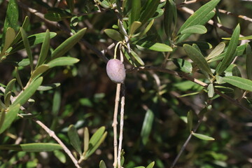Image of olives on an olive tree