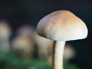 Pilz Schwefelköpfe (Hypholoma) im Wald als Makro mit unscharfem Hintergrund