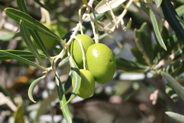 Image of olives on an olive tree