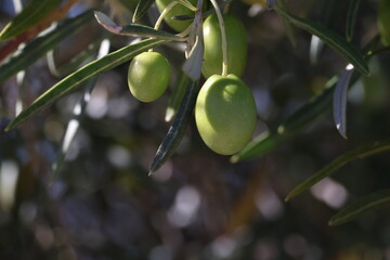Image of olives on an olive tree